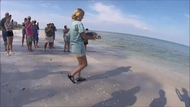 Two rehabbed sea turtles released by CROW in Naples