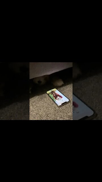 Cute dog hang up the phone 🤣 #dog