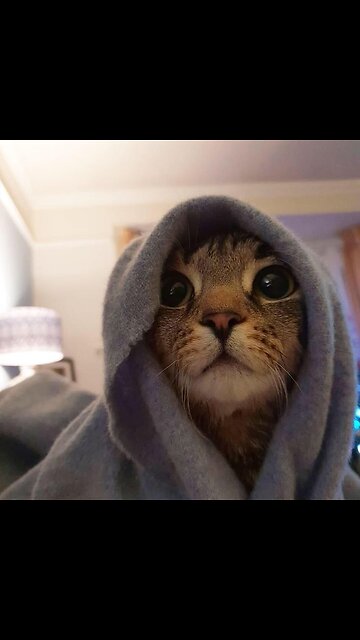 Cat Comedy - Your Daily Dose of Furry Mischief! 😹