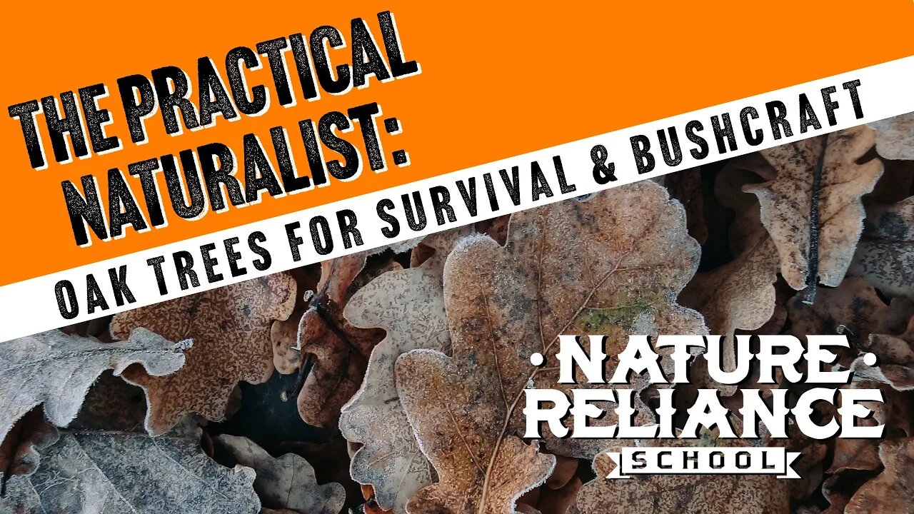 The Practical Naturalist - Oak Trees for Survival and Bushcraft