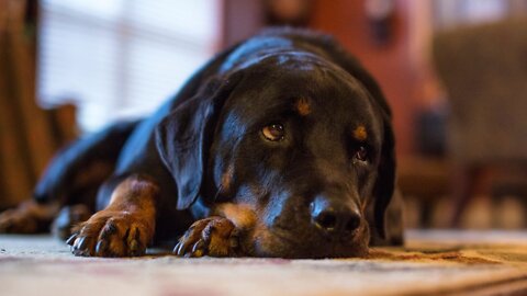 Pets more likely to respond to words such as 'treat' or 'cookie' over their own name