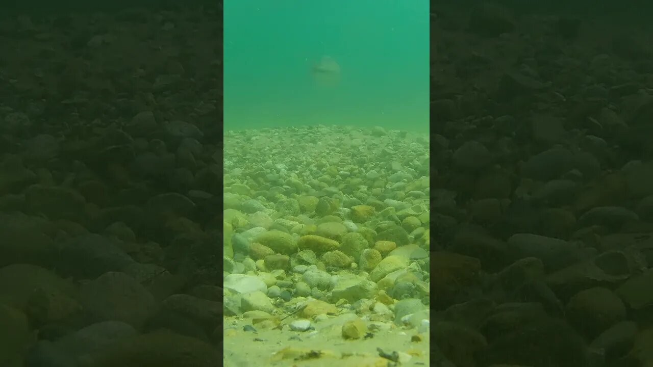 largemouth swims by
