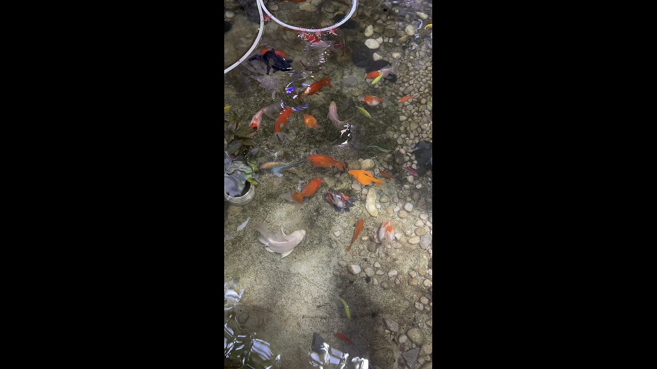 The fish swim freely