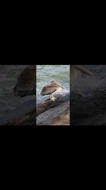 Look At The Eyes #shorts #nature #virginiabeach #beach