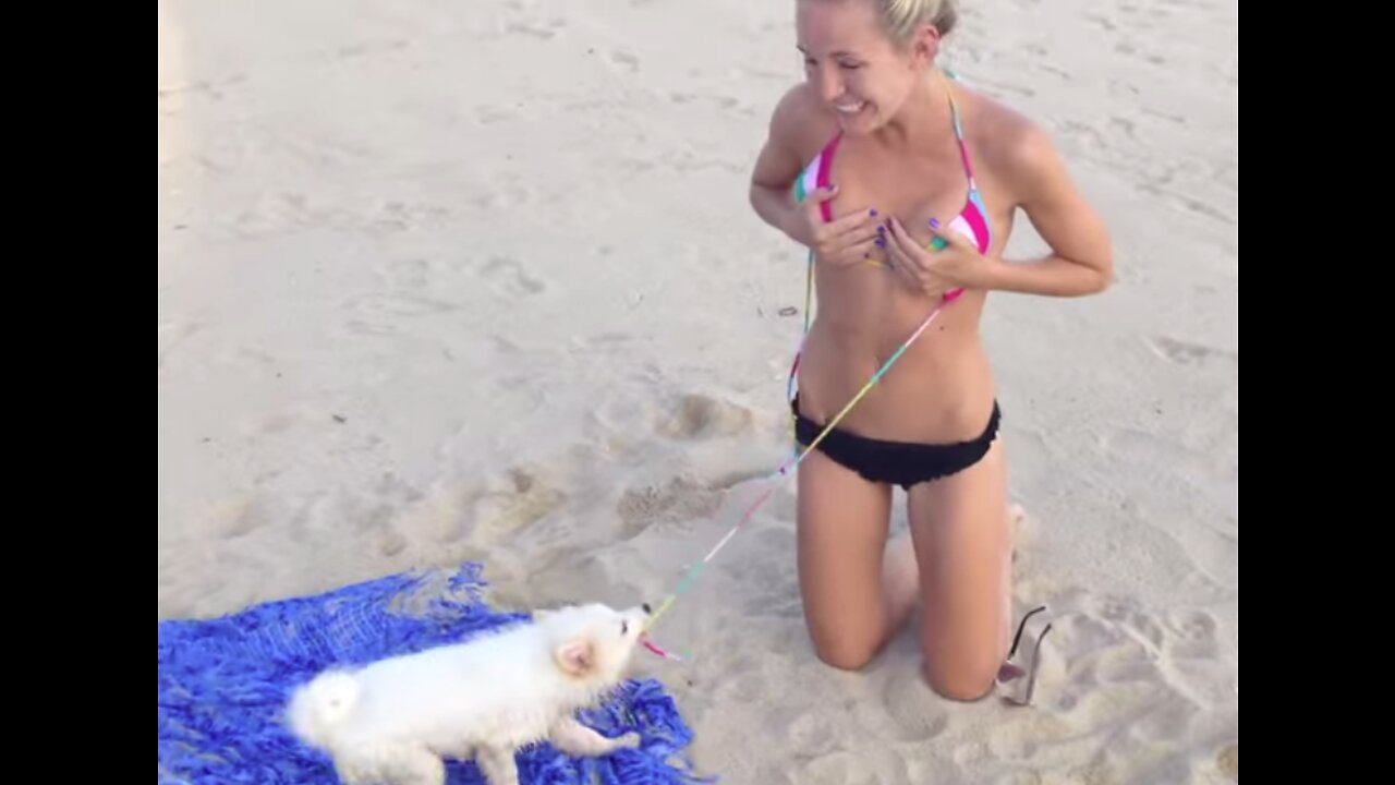 Funniest Dogs And Cats Ever - Best Funny Animal Videos Of 2022