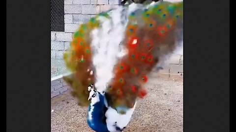 Witness The Beauty of Peacocks - HaloRock