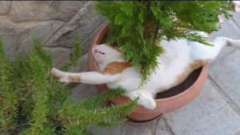 Gato preguiçoso dorme dentro de vaso