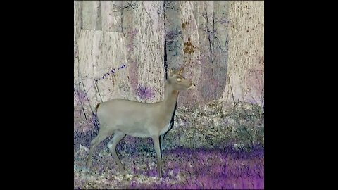 Deer in a forest