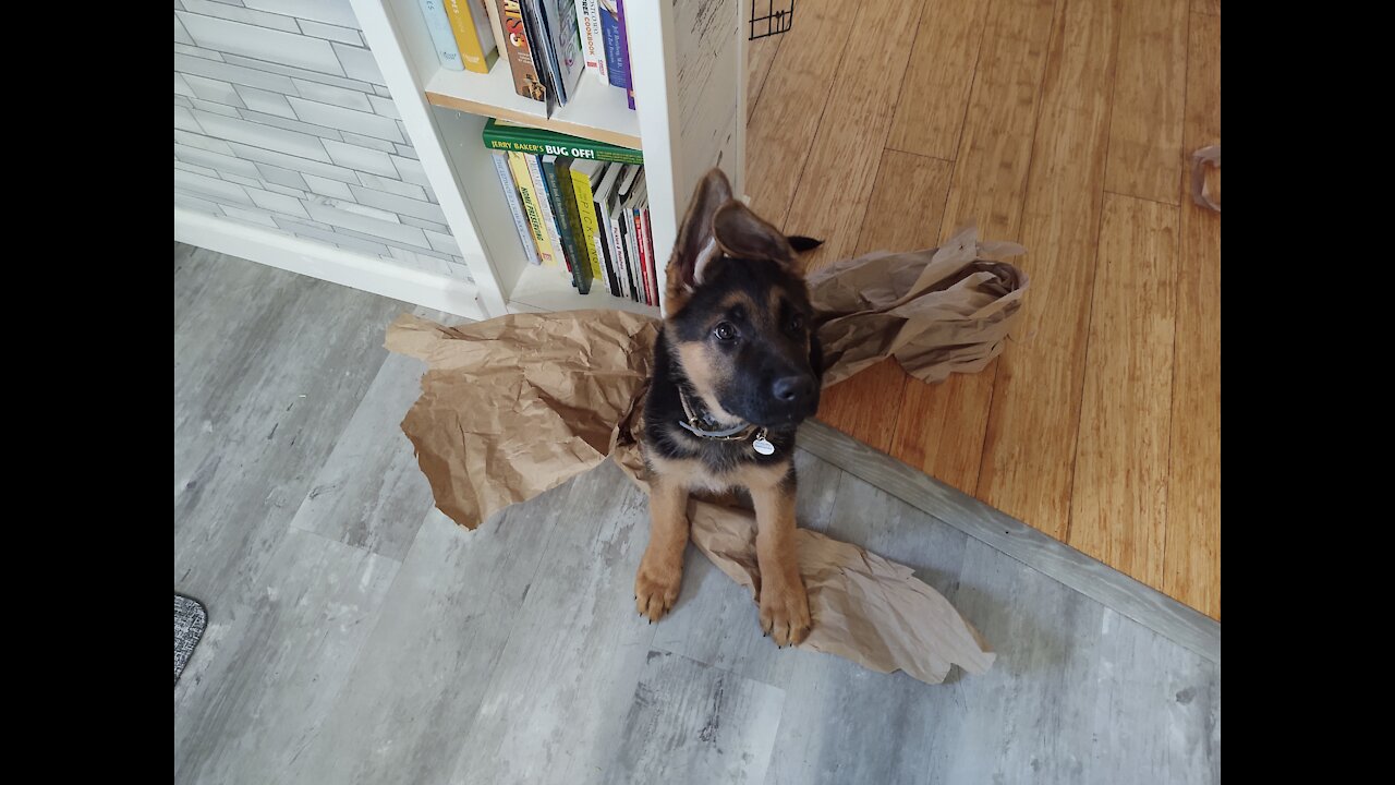 Puppy Vs packing paper