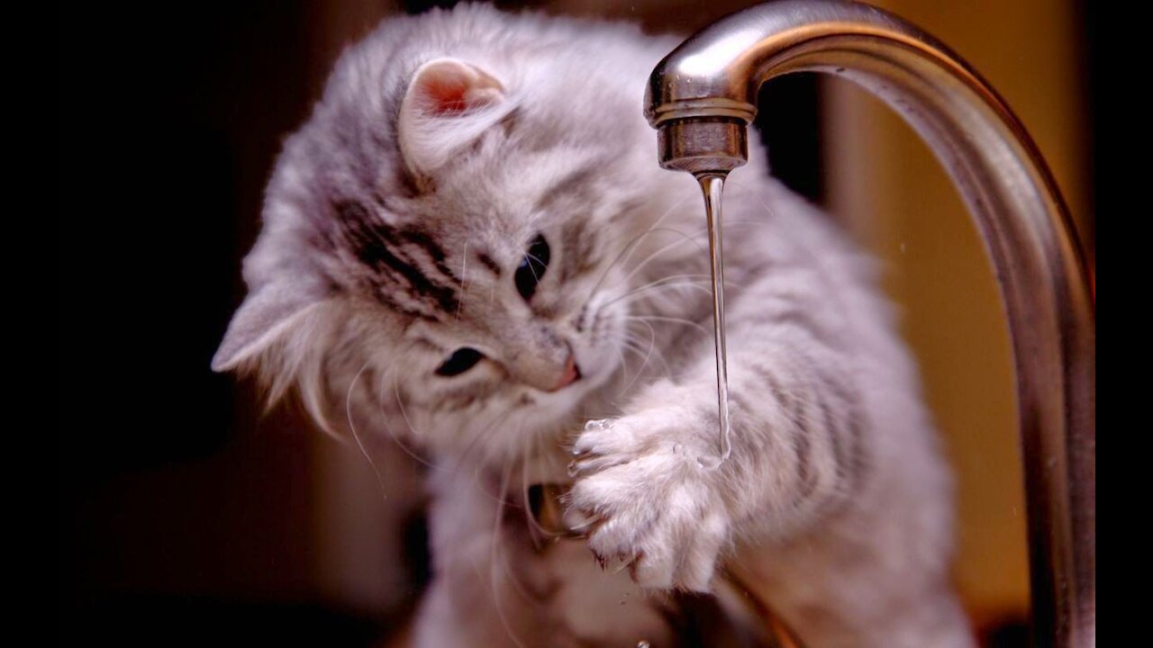 Funny Cute Cats Playing With Their Owner Compilations