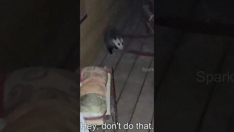 I follow a possum until it threatens to attack me #shorts