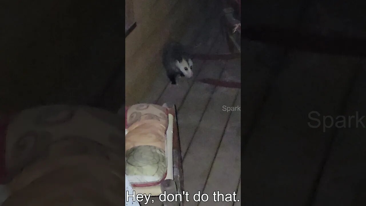 I follow a possum until it threatens to attack me #shorts