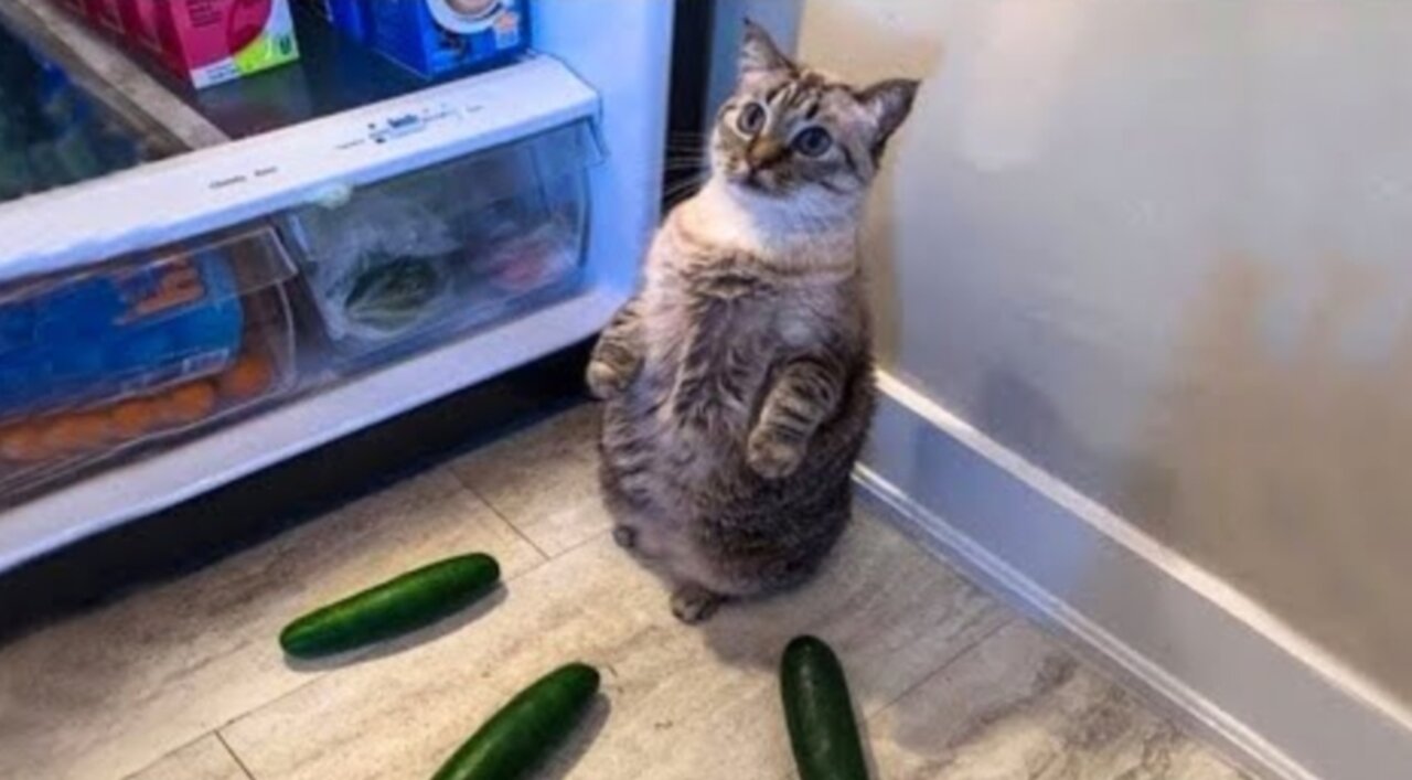 Funniest Cats 😹 - Don't try to hold back Laughter 😂 - Funny Cats Life