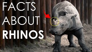 FACTS ABOUT RHINOS | RHINOCEROS | RHINOS HABITAT | ANIMAL | ASIA | AFRICA