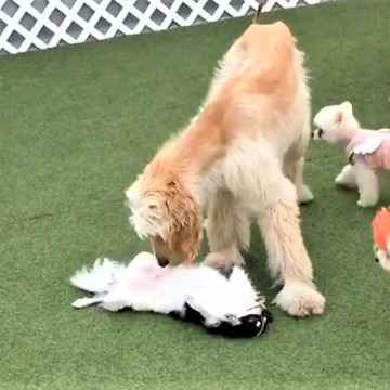 Chihuahua plays dead when big dog approaches