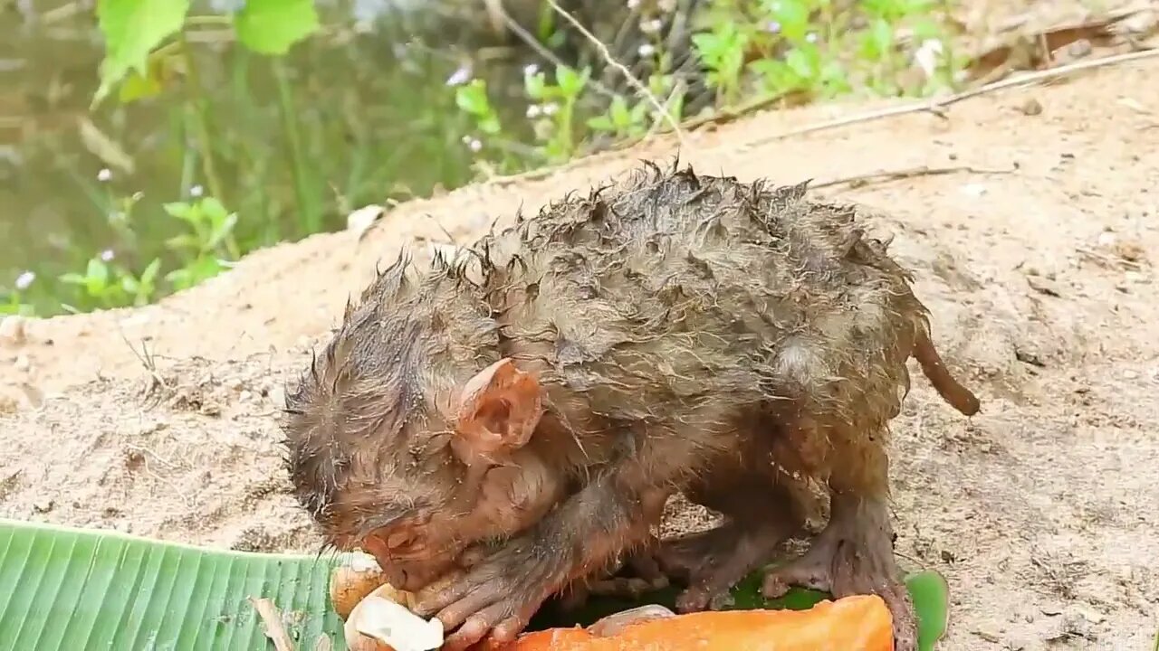 Oh My Goodness! baby kley rises from the ground to eat-9