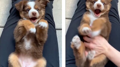 Owner playing with her cute puppy