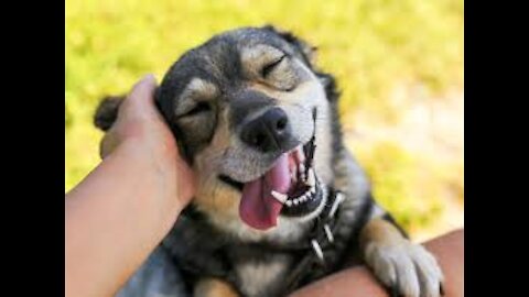 funny Dog . HD