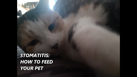 How to feed a cat or dog with stomatitis