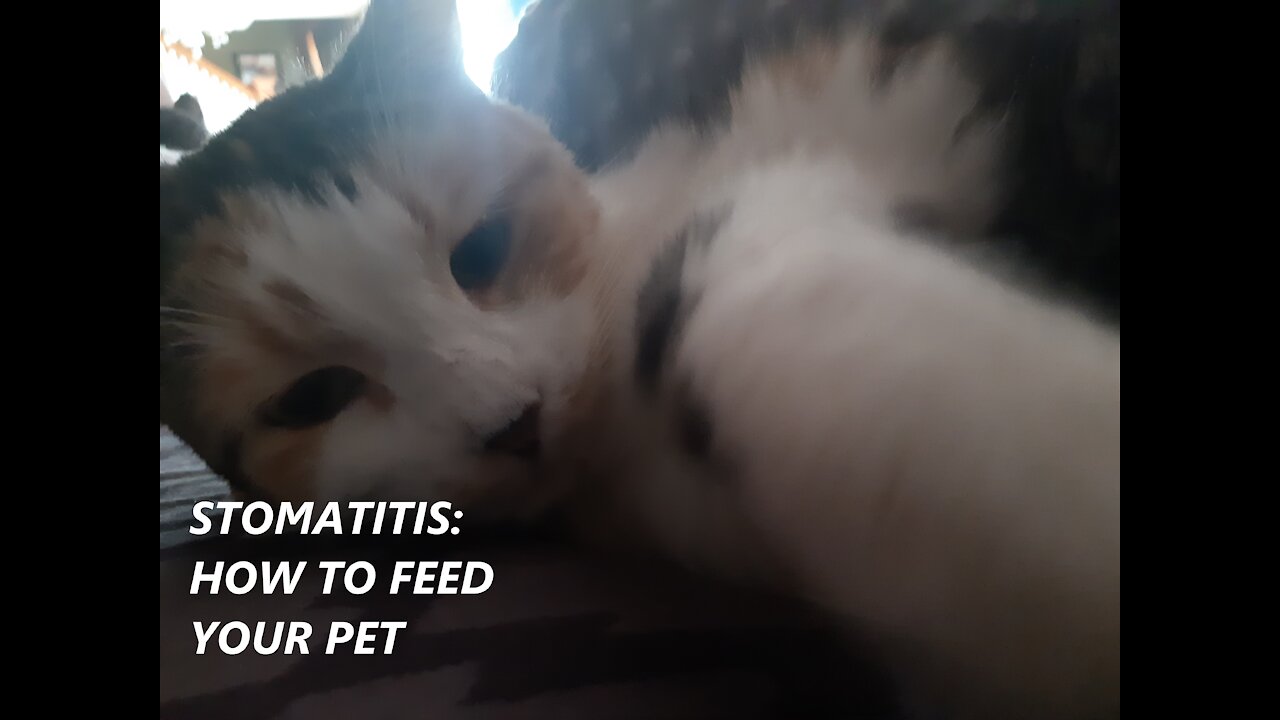 How to feed a cat or dog with stomatitis