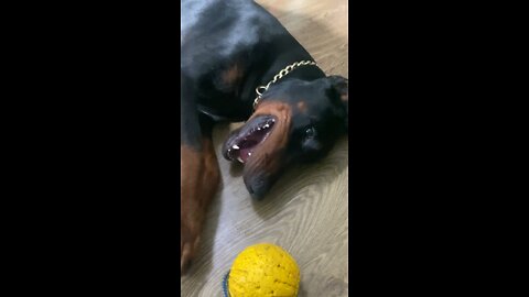 Toying with Doberman