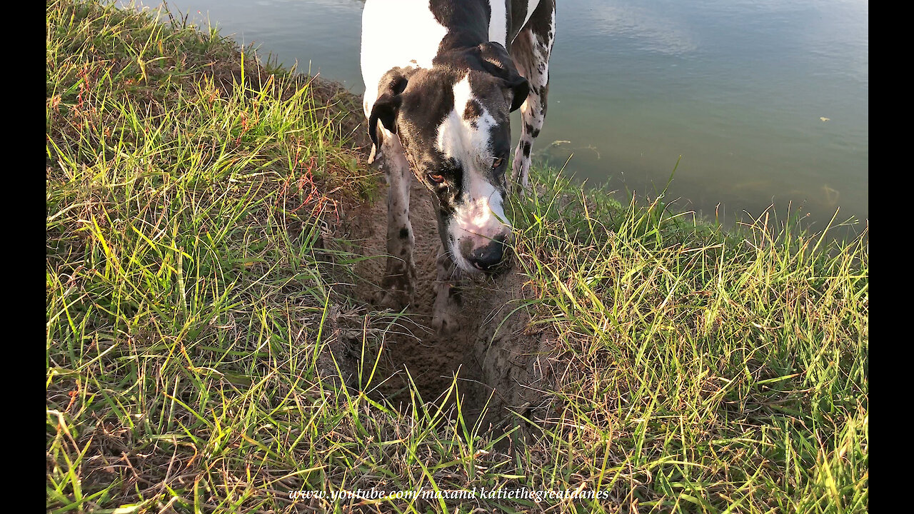 Great Dane Has Great Fun Digging A Trench