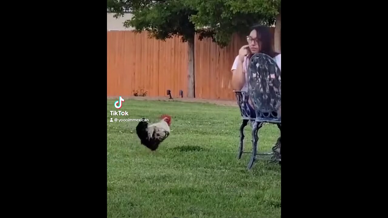 ROOSTER WANTS THE WRONG CHICKEN (FUNNY)