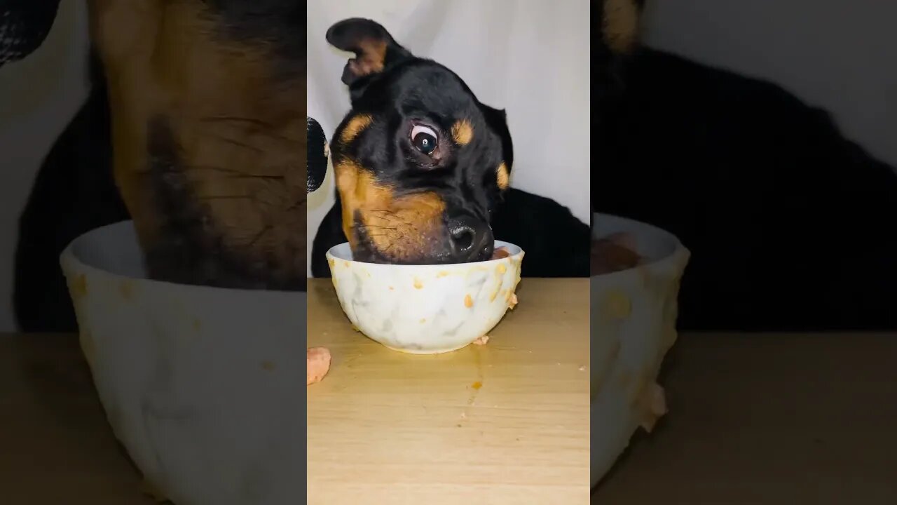 VIRAL PUPPY ASMR #shorts #short #asmr #viral #like