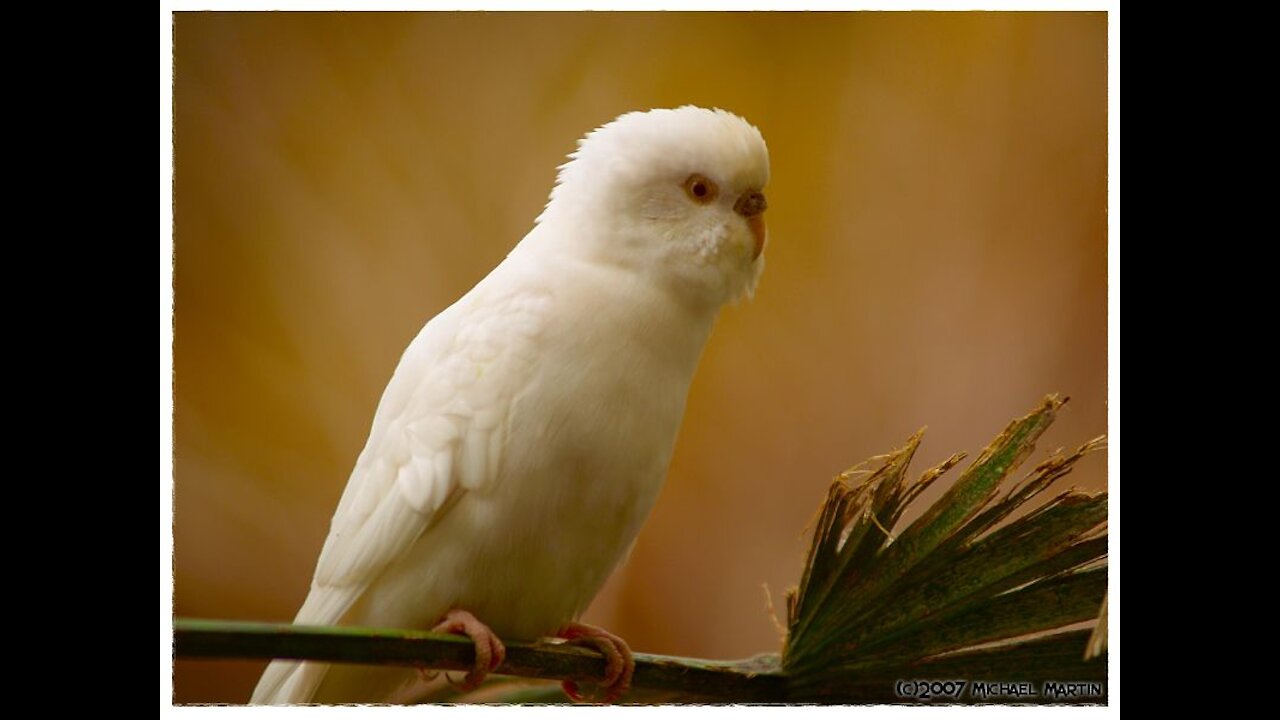 Cute parakeet doing singing and whistling.