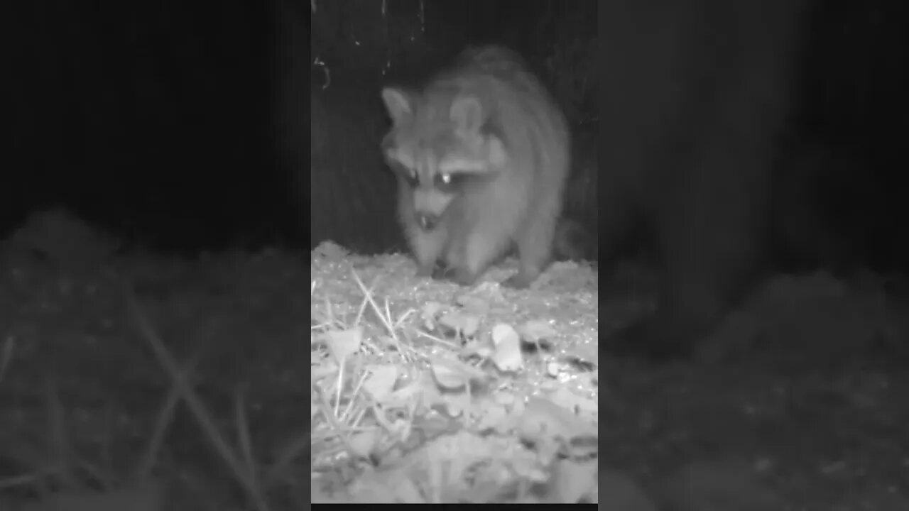 Raccoon 🦝with glowing eyes👀 #cute #funny #animal #nature #wildlife #trailcam #farm #homestead