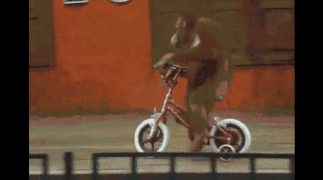 Funniest Monkey - cute and funny monkey videos