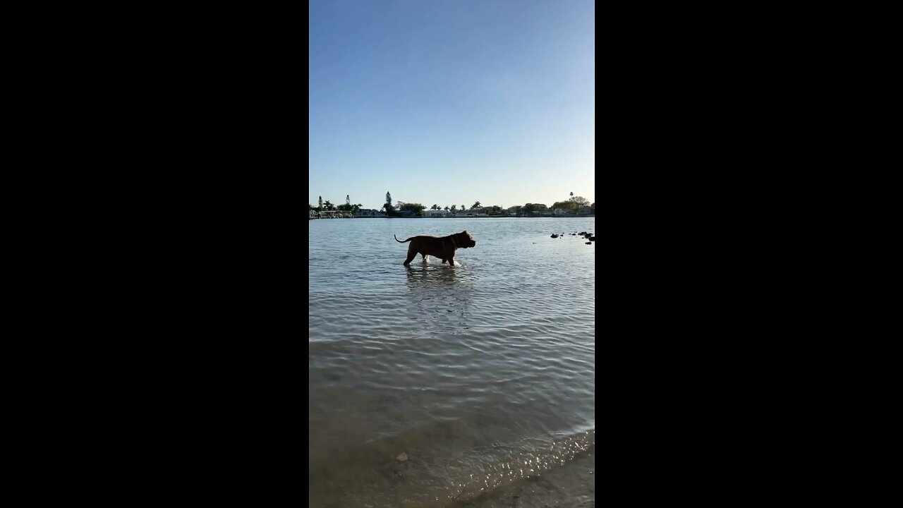 MASSIVE Pit Bull playing in the ocean 🦁☀️🌊