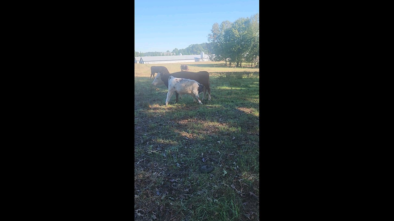 Four month old bull calf.