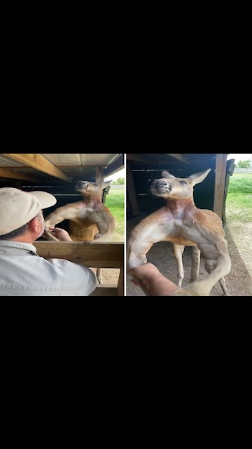 Big kangaroo with big muscles