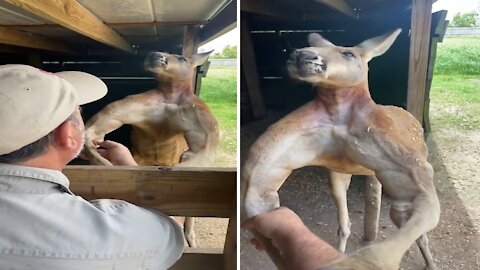 Big kangaroo with big muscles