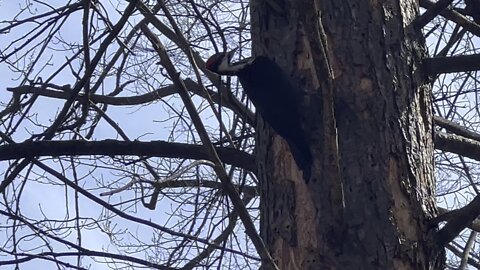 Pileated Wood Pecker is back 19