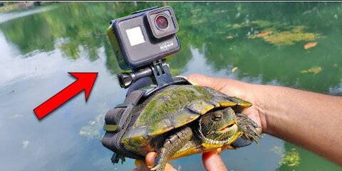 Best gopro on a turtle swimming under the water