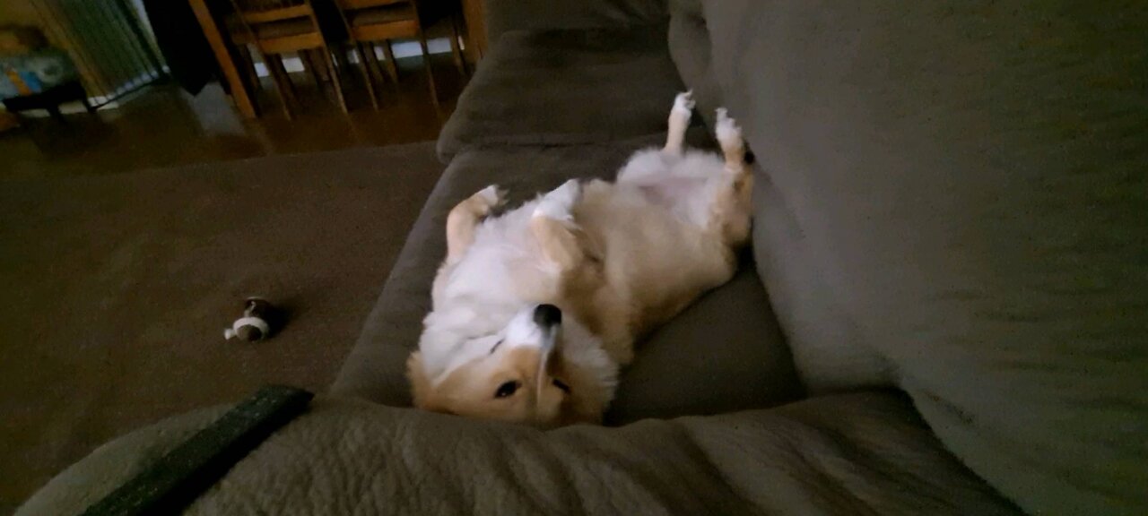 Corgi chillin