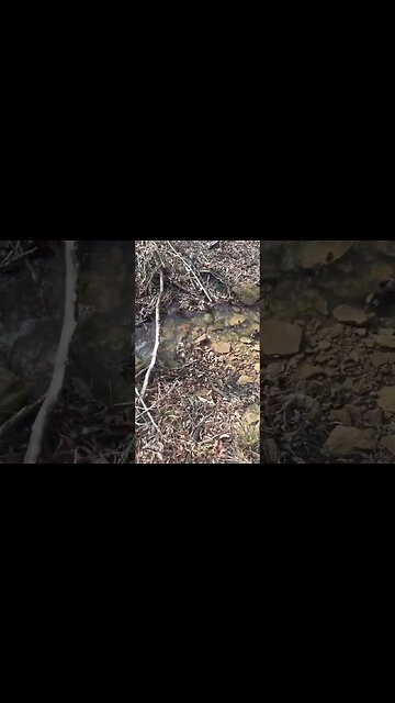 Living in the woods in style