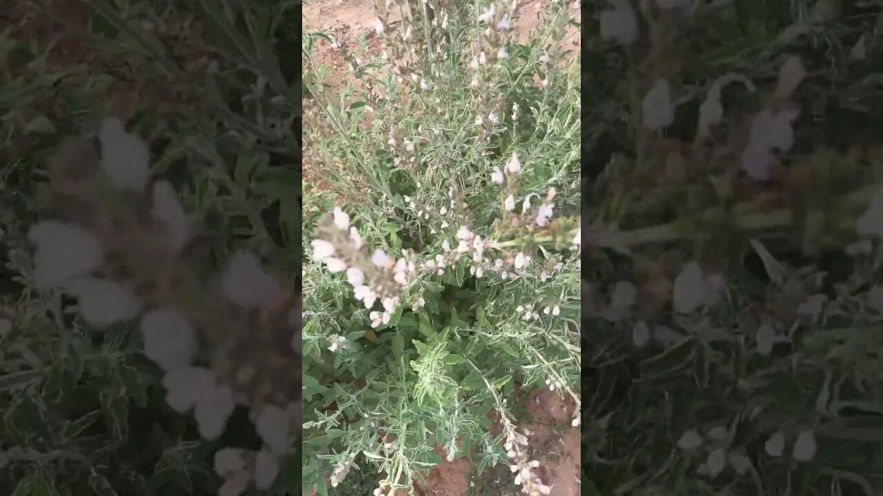 Rare White Lavender