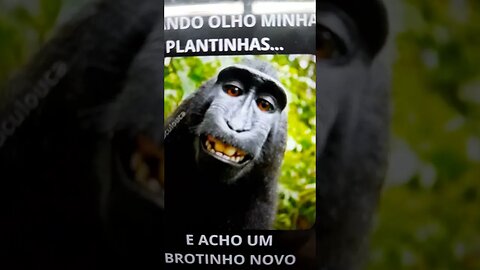 Vendo minhas plantinhas