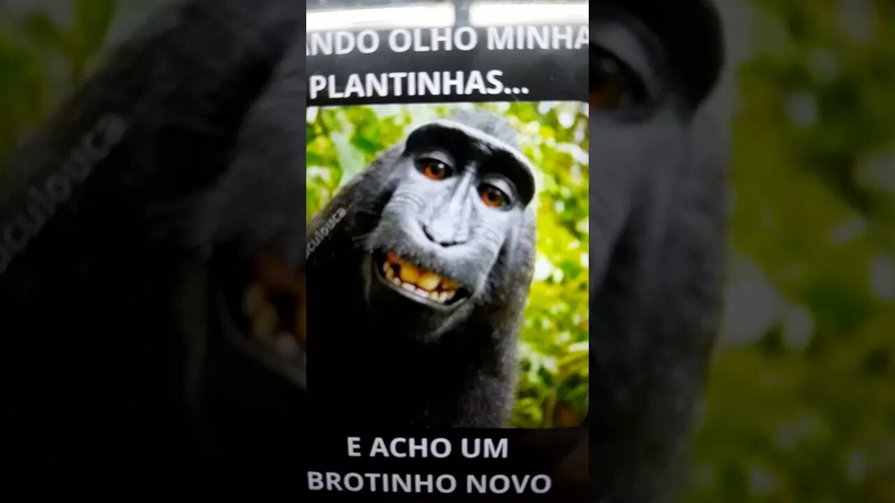 Vendo minhas plantinhas