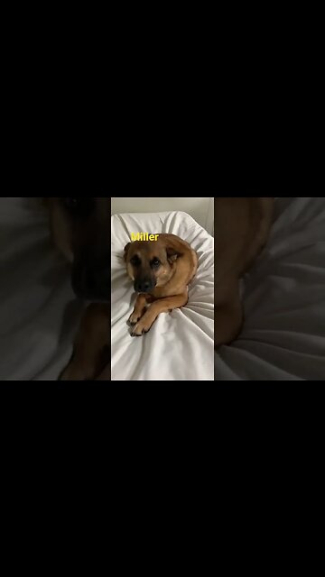 [Shorts 0063] MILLER [#dogs #doggos #doggies #puppies #dogdaycare]