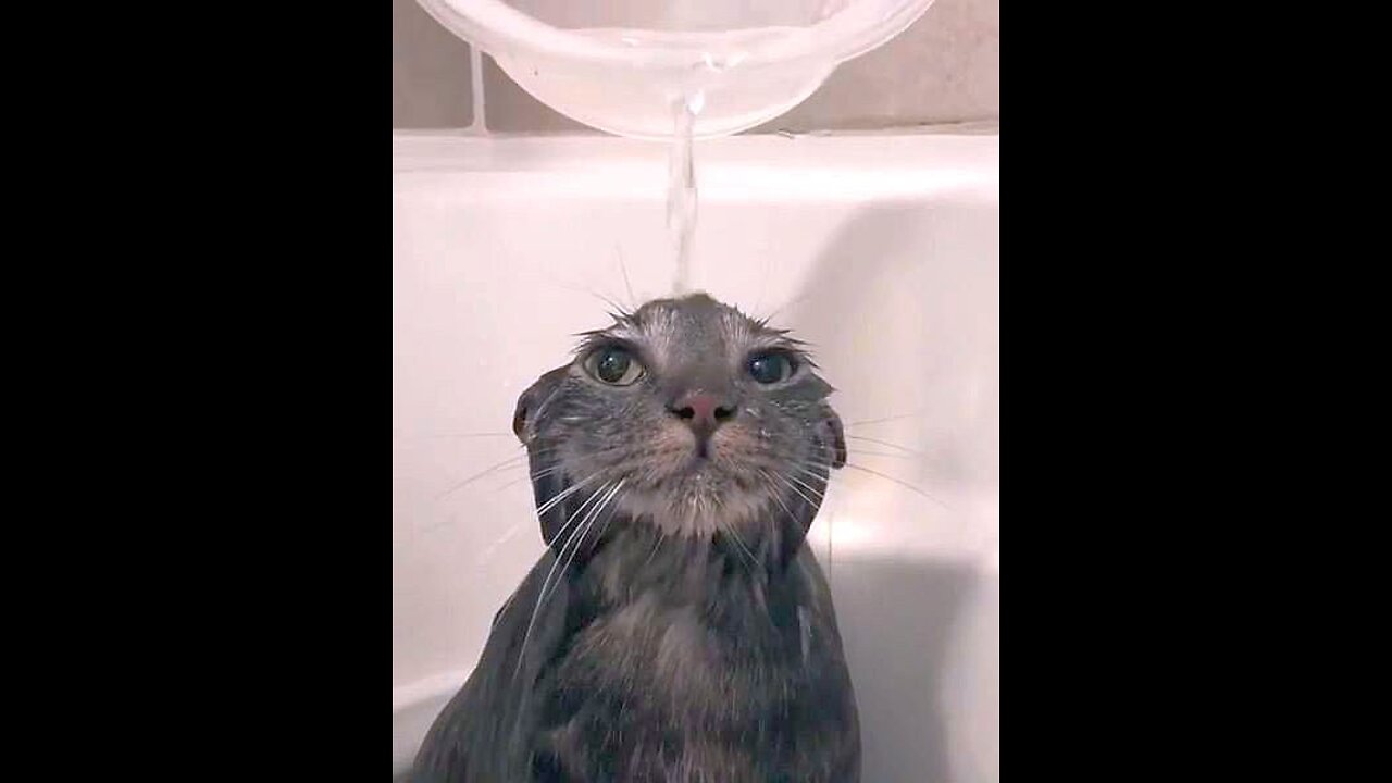 sly cat