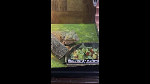 Walker the 5 year old bearded dragon