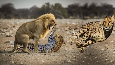 LION VS LEOPARD, CHEETAH