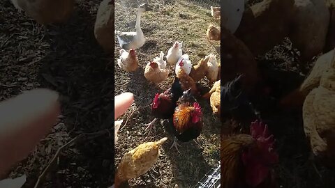 ASMR | Tracing Chickens, Roosters & A Goose!