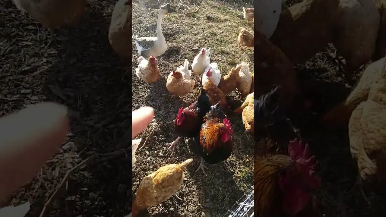 ASMR | Tracing Chickens, Roosters & A Goose!