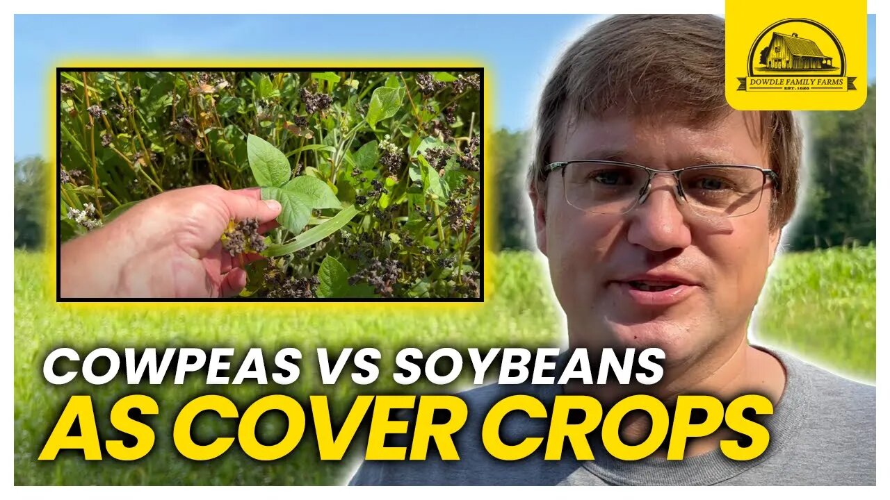 Best Warm Season Annual Legume: Forage Soybeans vs Cowpeas