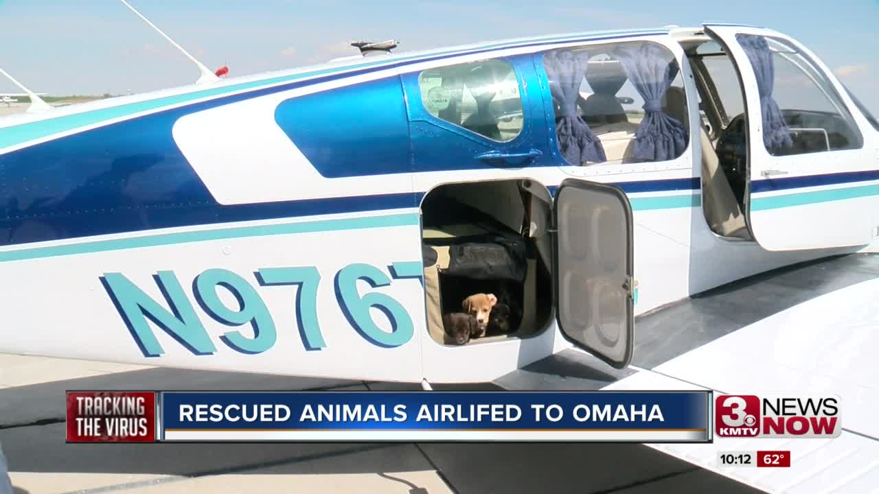 Rescued Animals Airlifted to Omaha